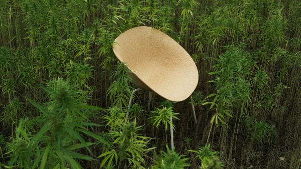 Plant to product