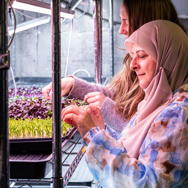 Från källare till kök