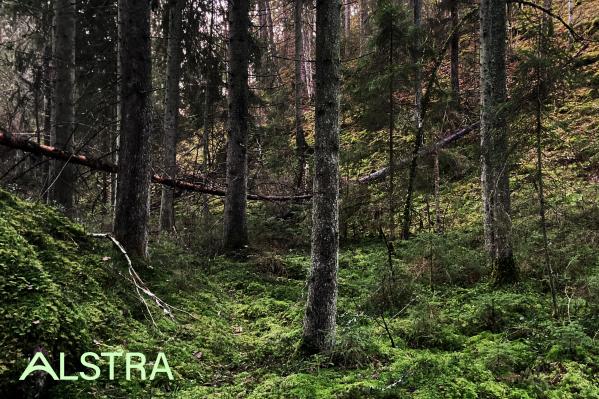 alstra how we wood
