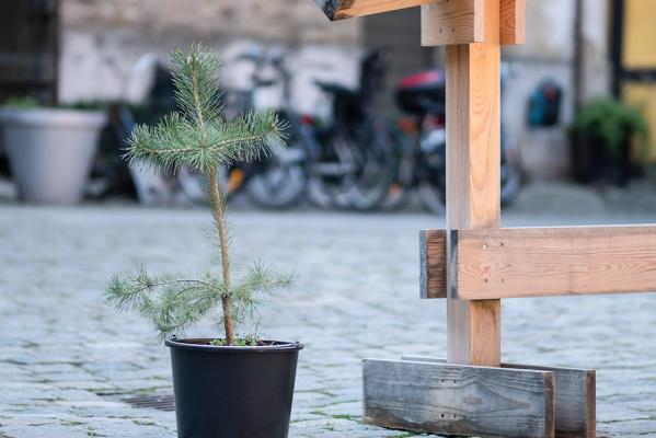 Pine to Pine – TAF & Katja Pettersson
